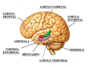 Acumulación de emociones en la amígdala